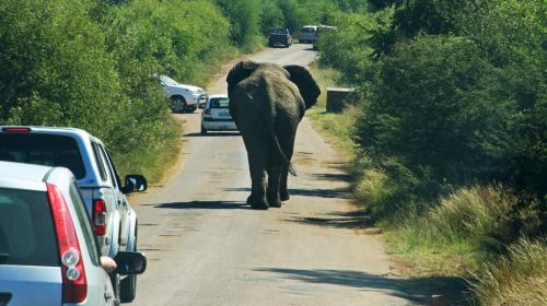 Animal Attack Covered Under Car Insurance